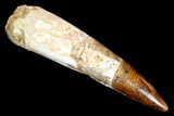 Rooted Spinosaurus Tooth - Real Dinosaur Tooth #178542-1